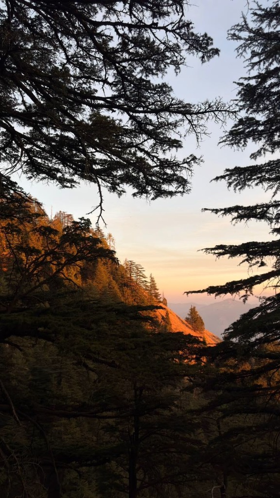 Cedar forest trails near Hemkunj Homestay Shimla at golden hour